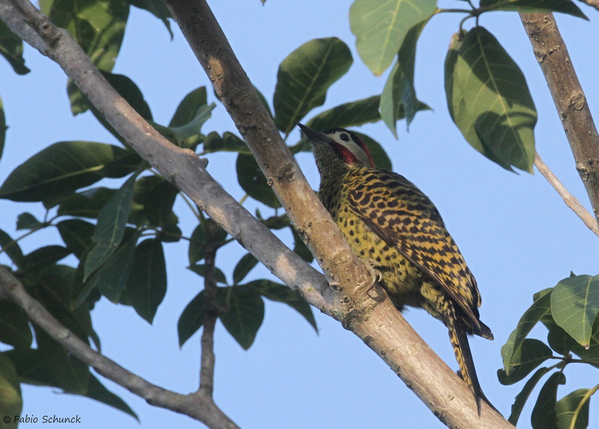 Green-barred Woodpecker - ML618810648