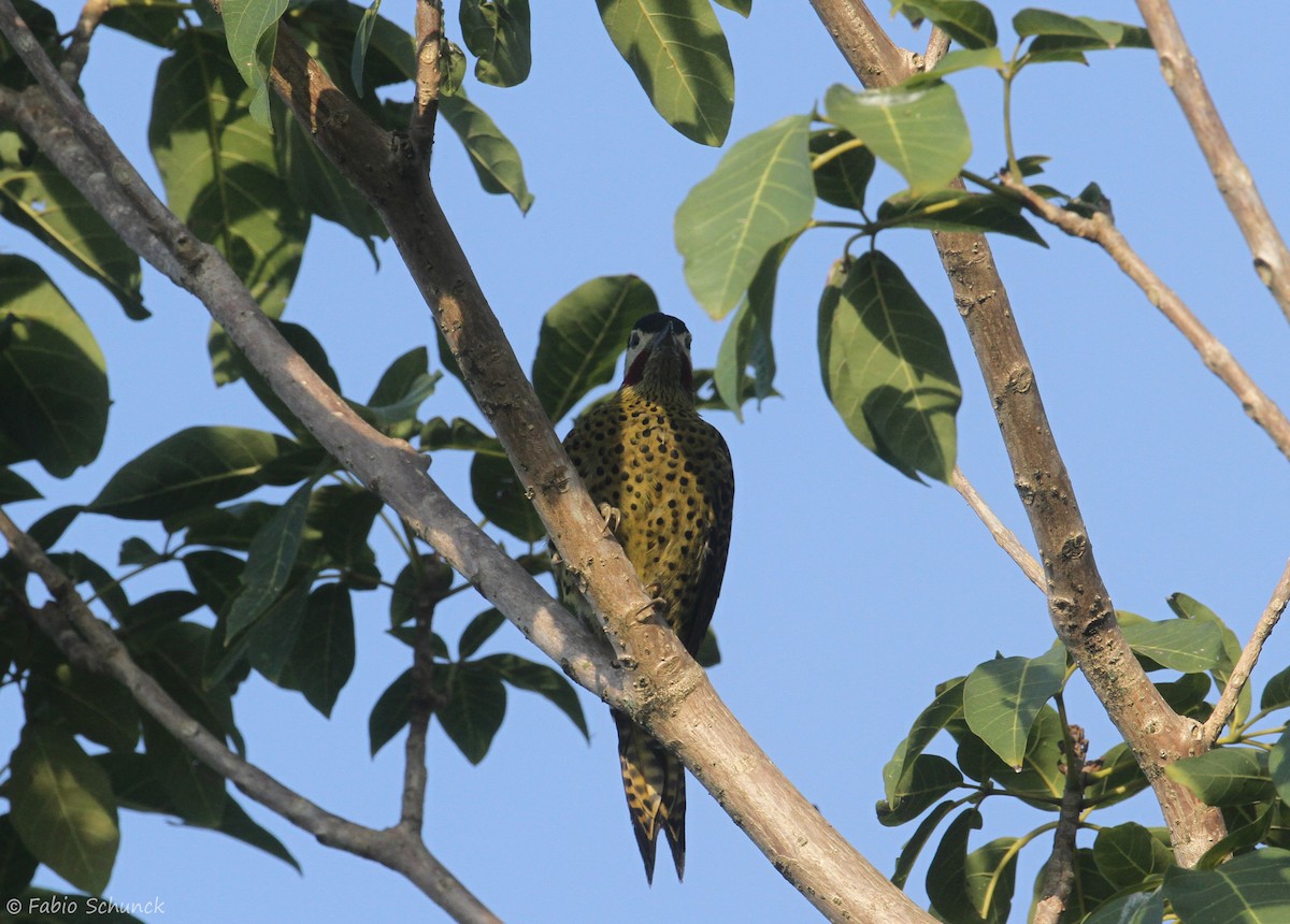 Green-barred Woodpecker - ML618810649