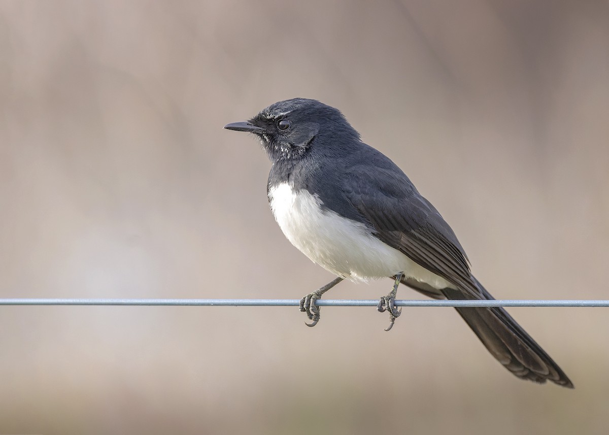 Willie-wagtail - ML618810669