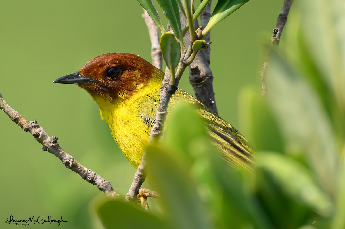Yellow Warbler - Laura McCullough
