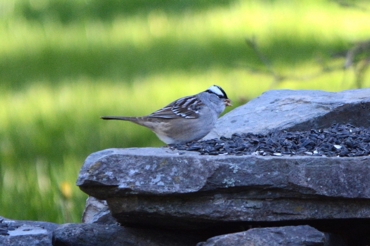 White-crowned Sparrow - ML618810695