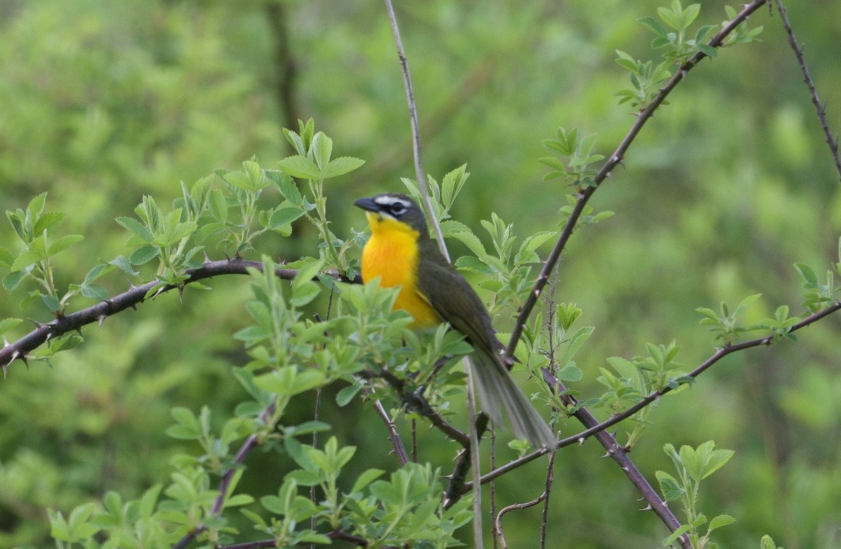 Yellow-breasted Chat - ML618810701