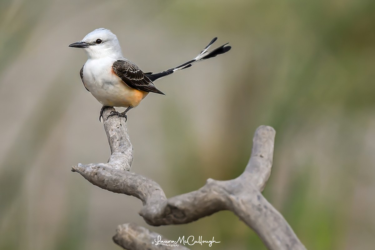 Scissor-tailed Flycatcher - Laura McCullough