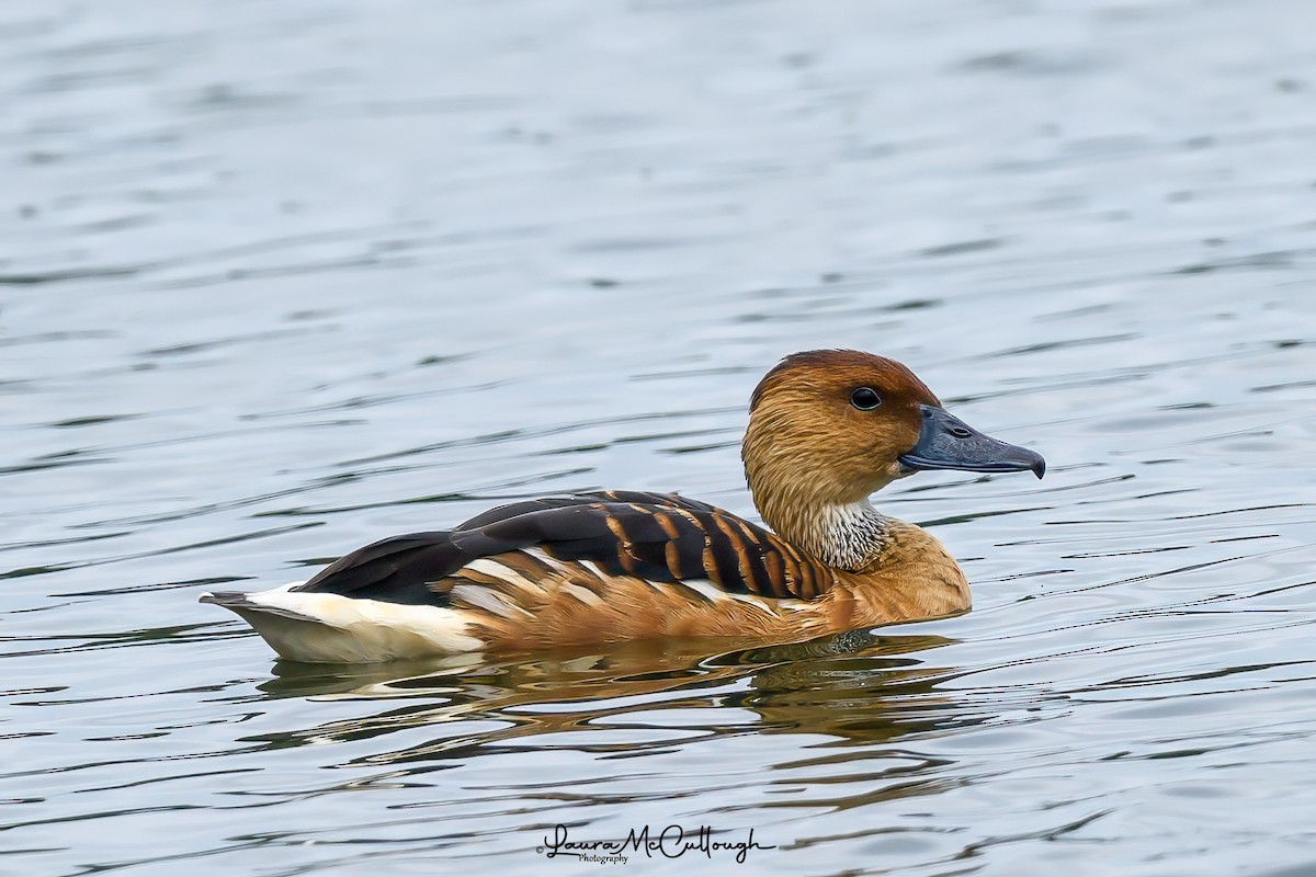 Fulvous Whistling-Duck - Laura McCullough