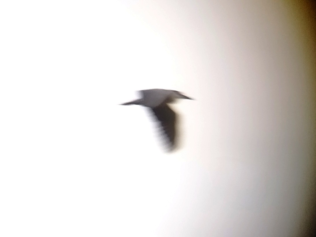 Black-crowned Night Heron - ML618810745