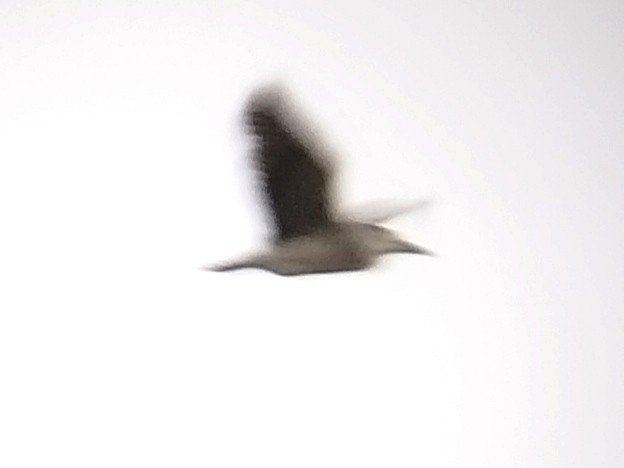 Black-crowned Night Heron - ML618810749