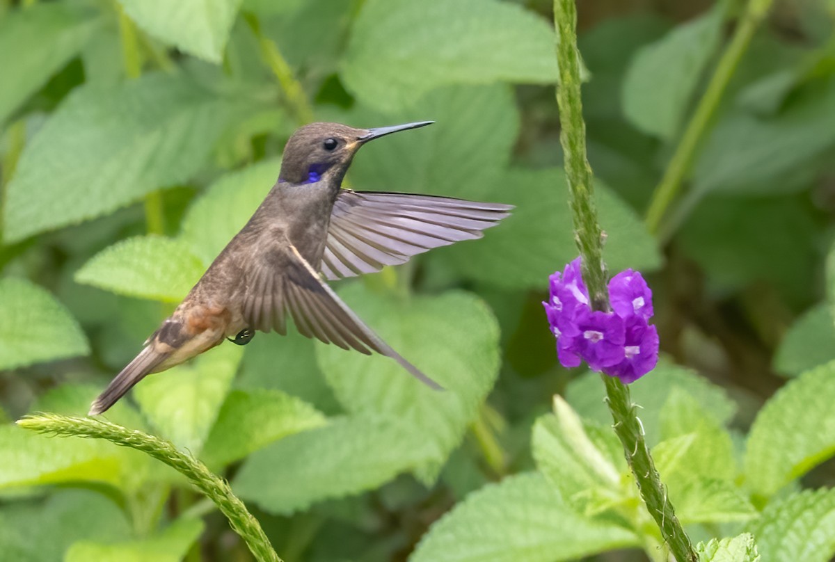 kolibřík fialovouchý - ML618810798