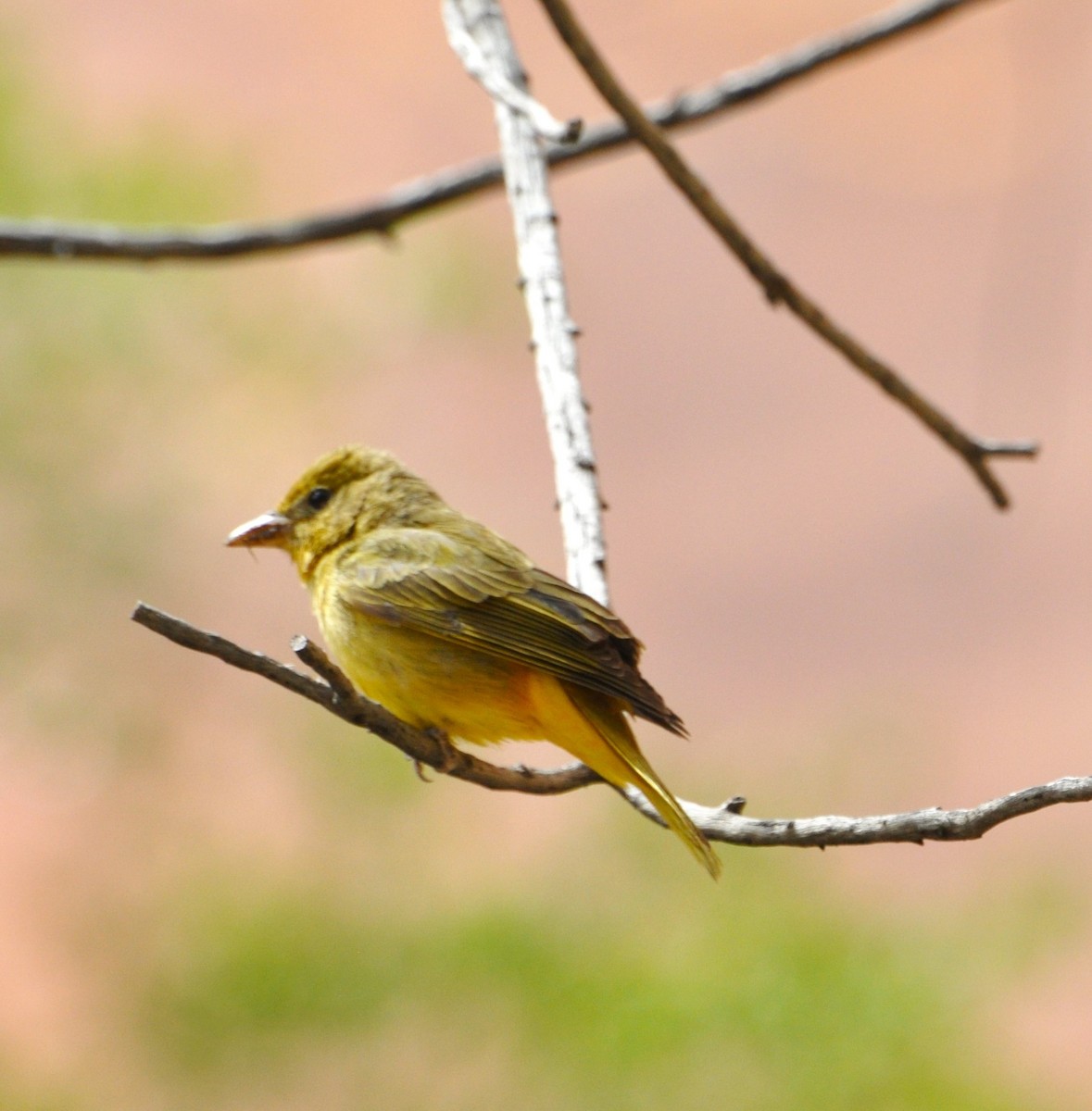 Western Tanager - ML618810802