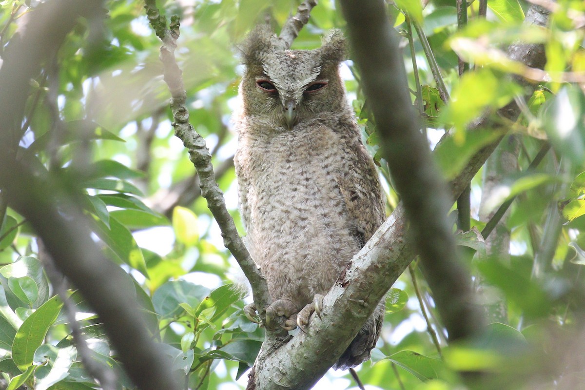 Collared Scops-Owl - H Chen-Cheng