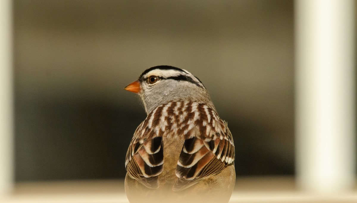 White-crowned Sparrow - Tim Griffiths