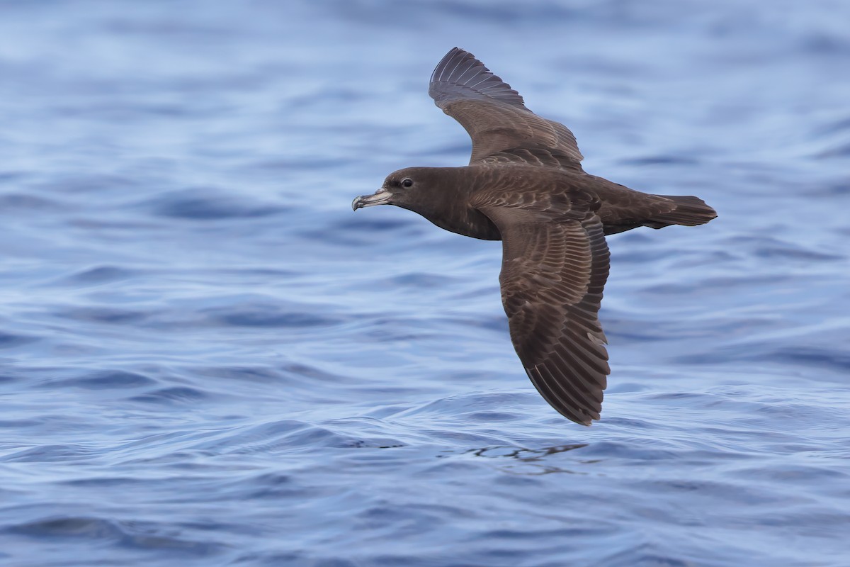 Flesh-footed Shearwater - ML618810835