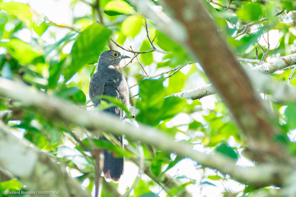 Brush Cuckoo (Sulawesi) - Vincent Romera