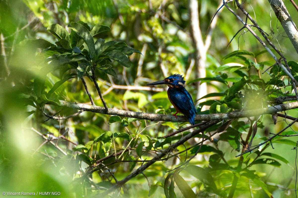 Blue-eared Kingfisher - ML618810856