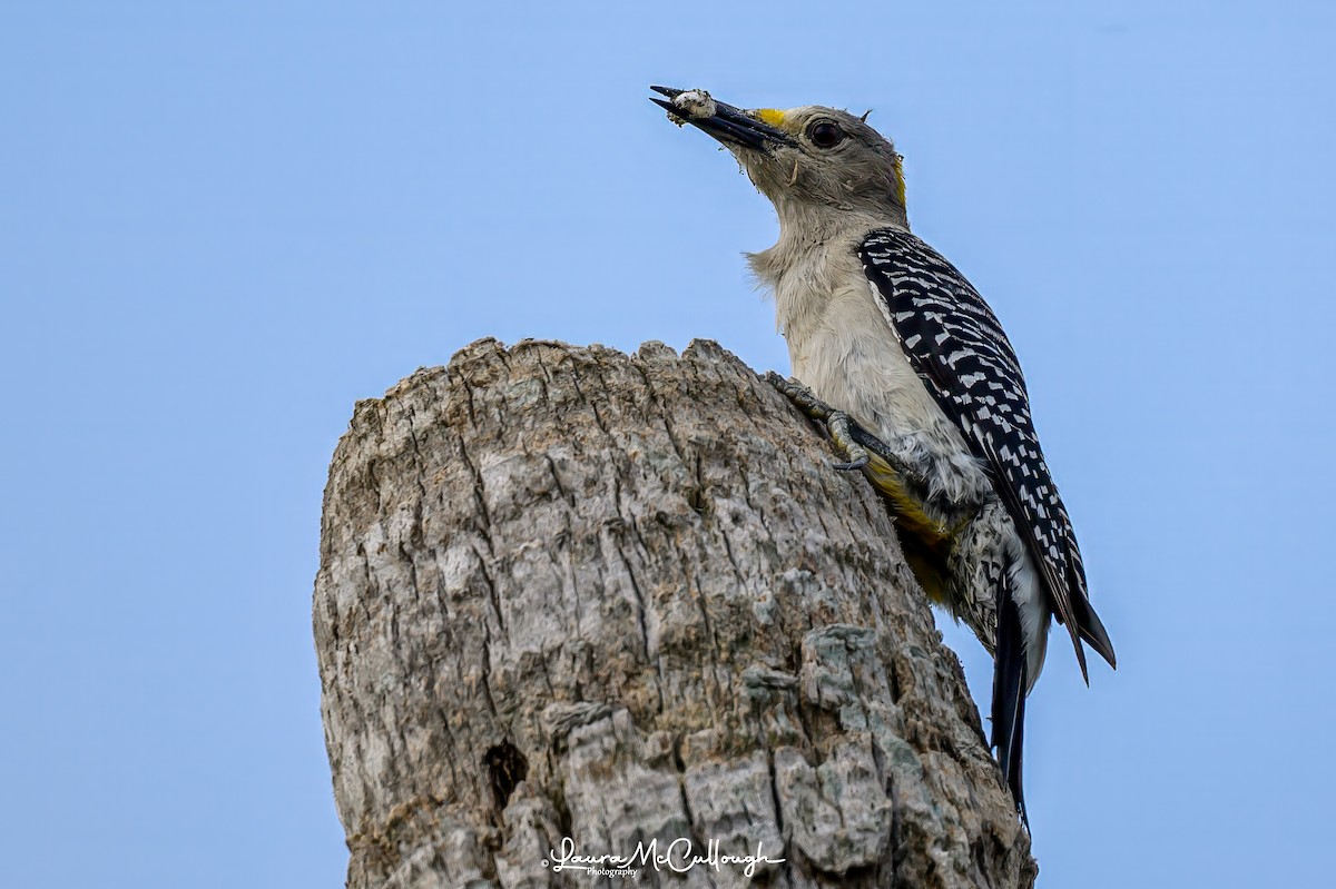 Golden-fronted Woodpecker - Laura McCullough