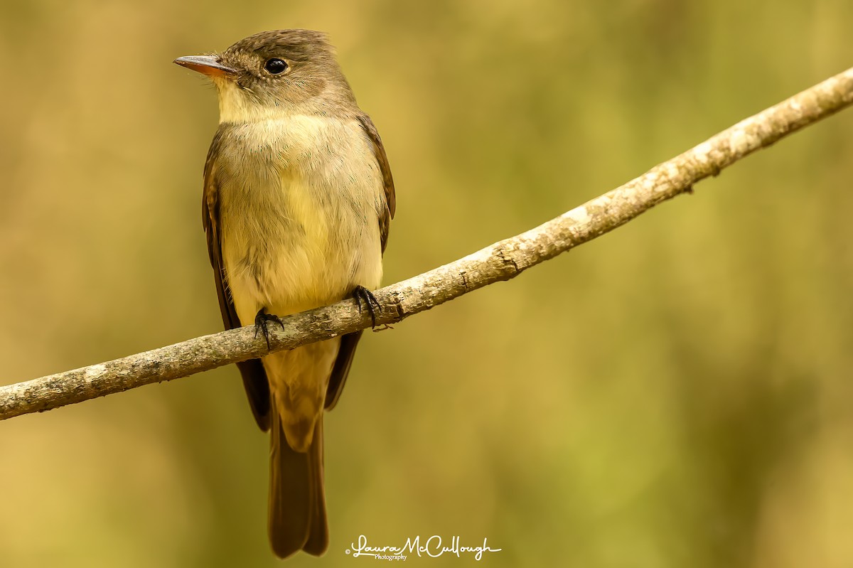 Eastern Wood-Pewee - Laura McCullough
