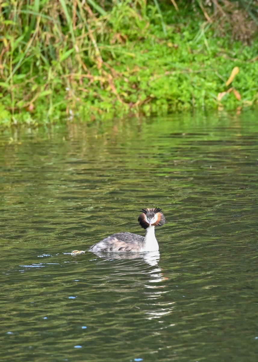 Great Crested Grebe - ML618810875