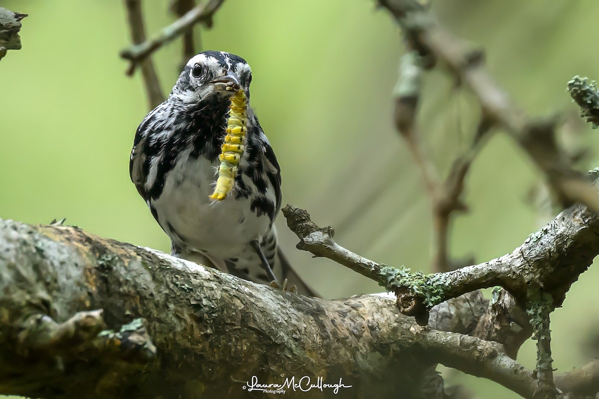Black-and-white Warbler - Laura McCullough