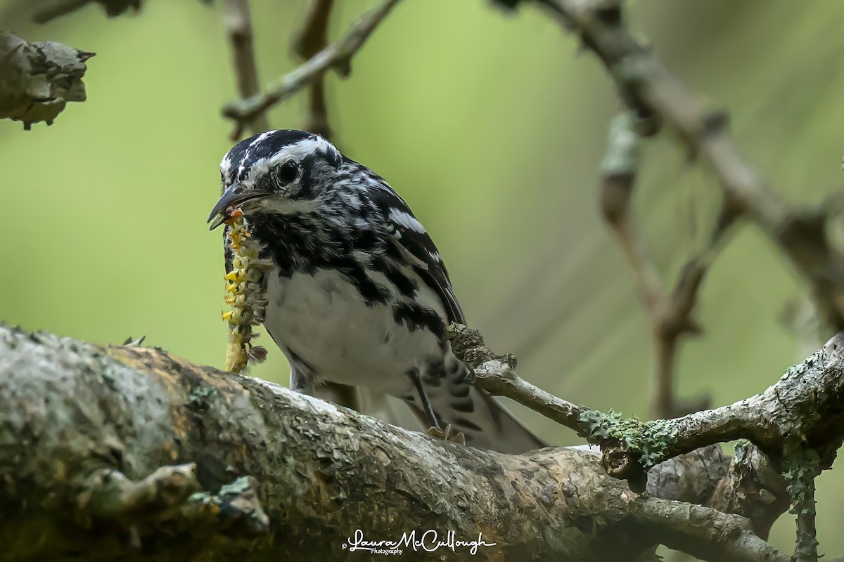 Black-and-white Warbler - Laura McCullough