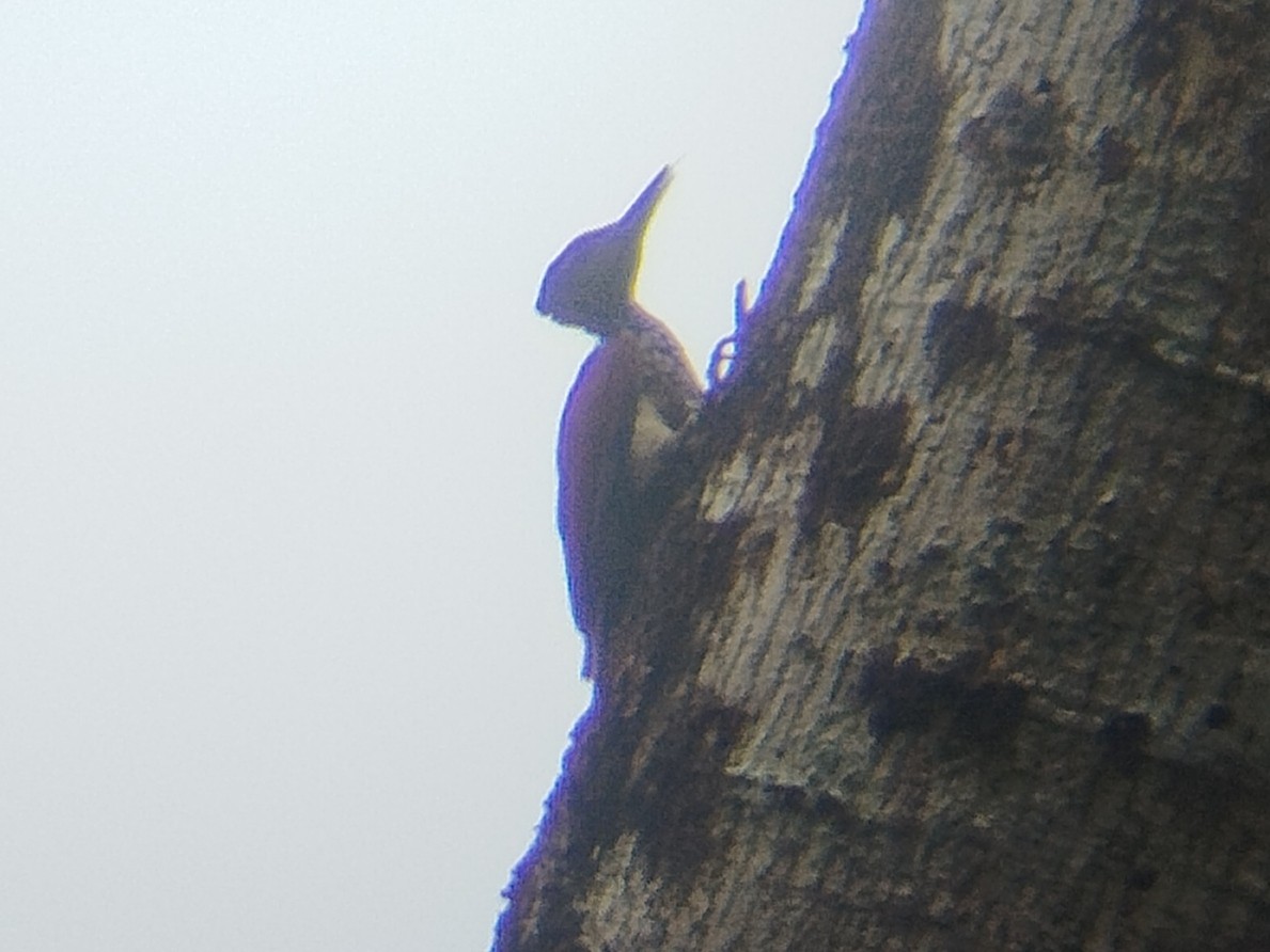 White-bellied Woodpecker - ML618810889