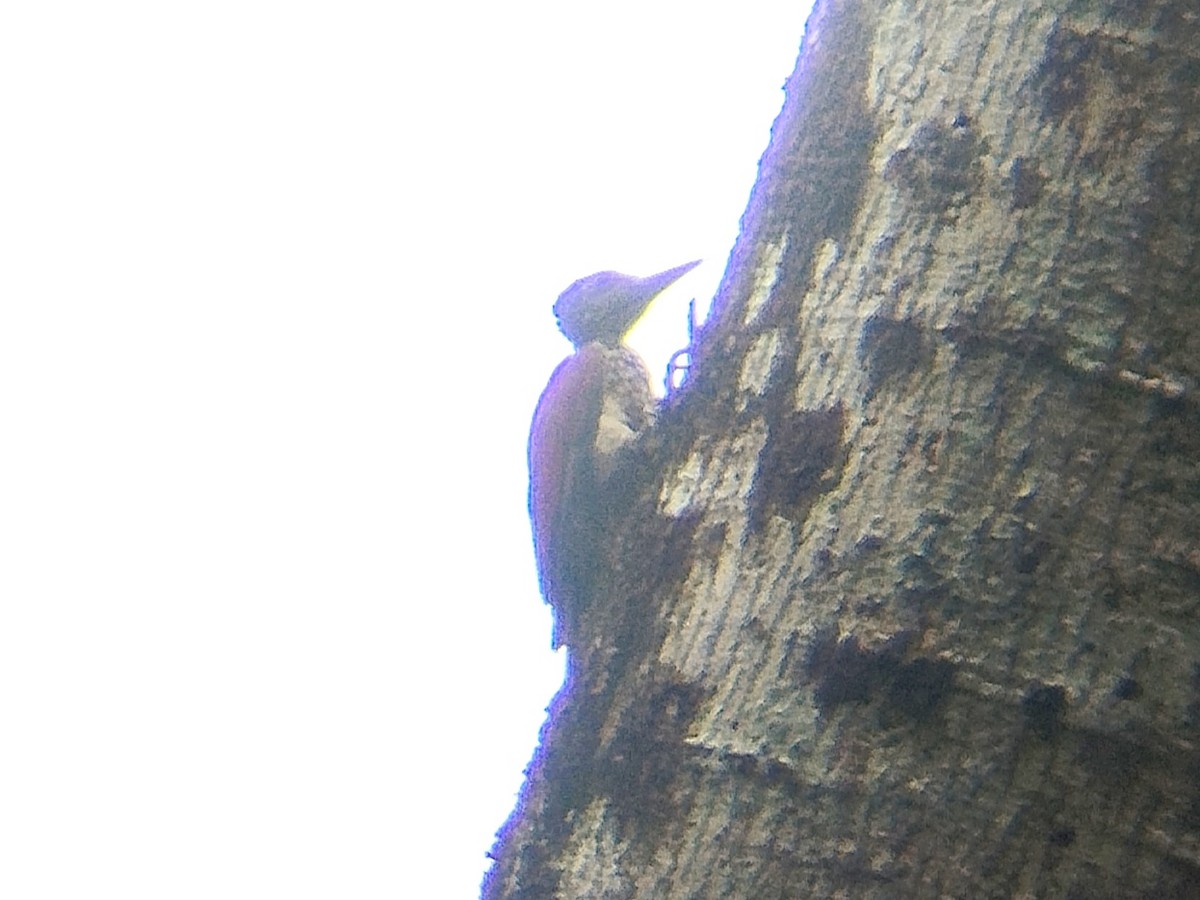 White-bellied Woodpecker - ML618810898