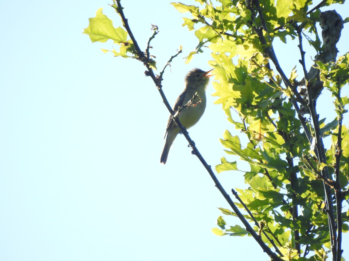 Melodious Warbler - ML618810901