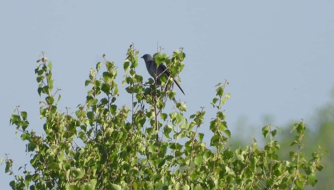 Common Cuckoo - Rosalind Hilditch