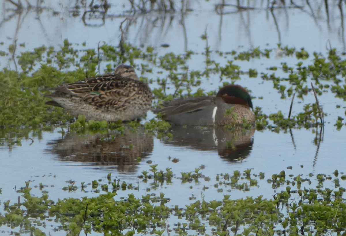 Green-winged Teal - ML618810942
