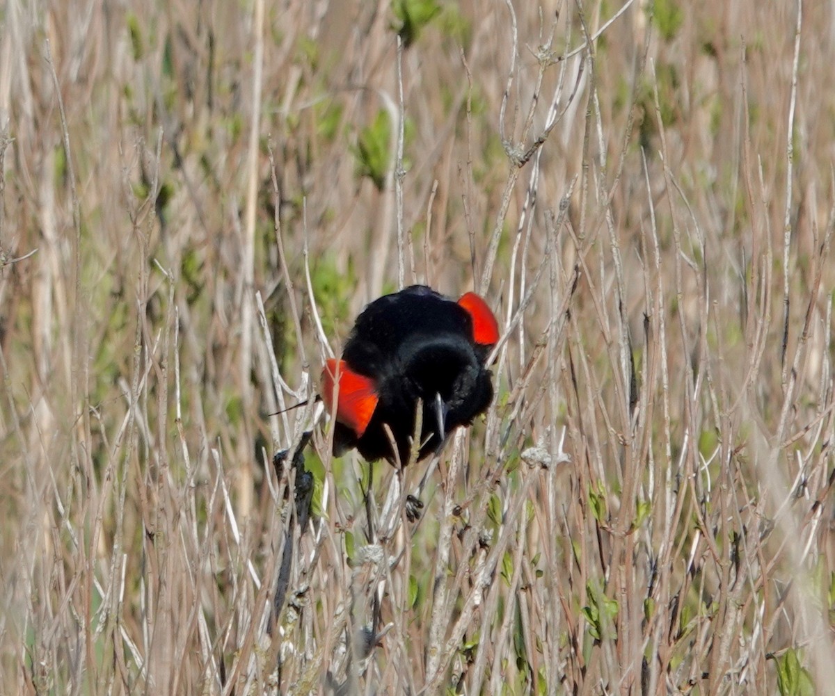 Red-winged Blackbird - ML618810956