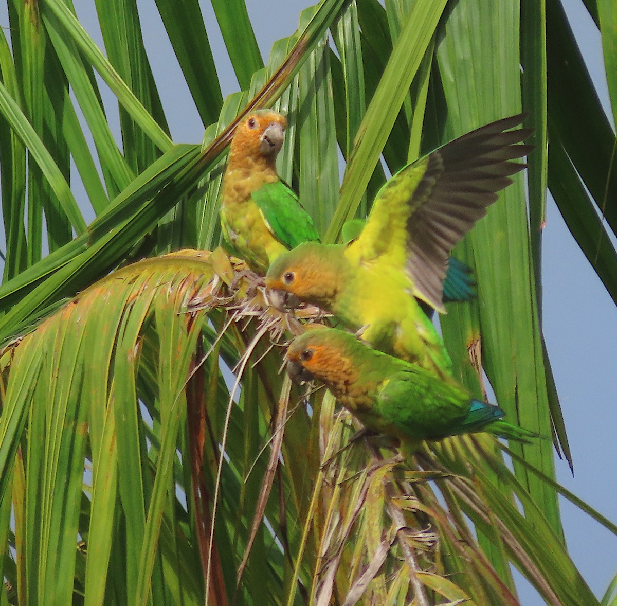 Brown-throated Parakeet - sylvain Uriot
