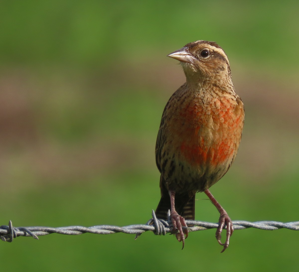 Red-breasted Meadowlark - ML618811015