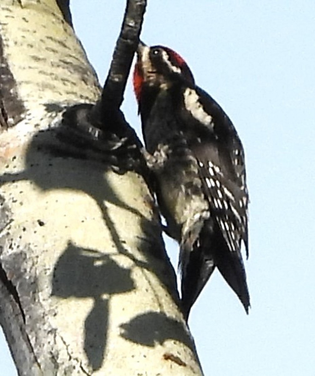 woodpecker sp. - ML618811061