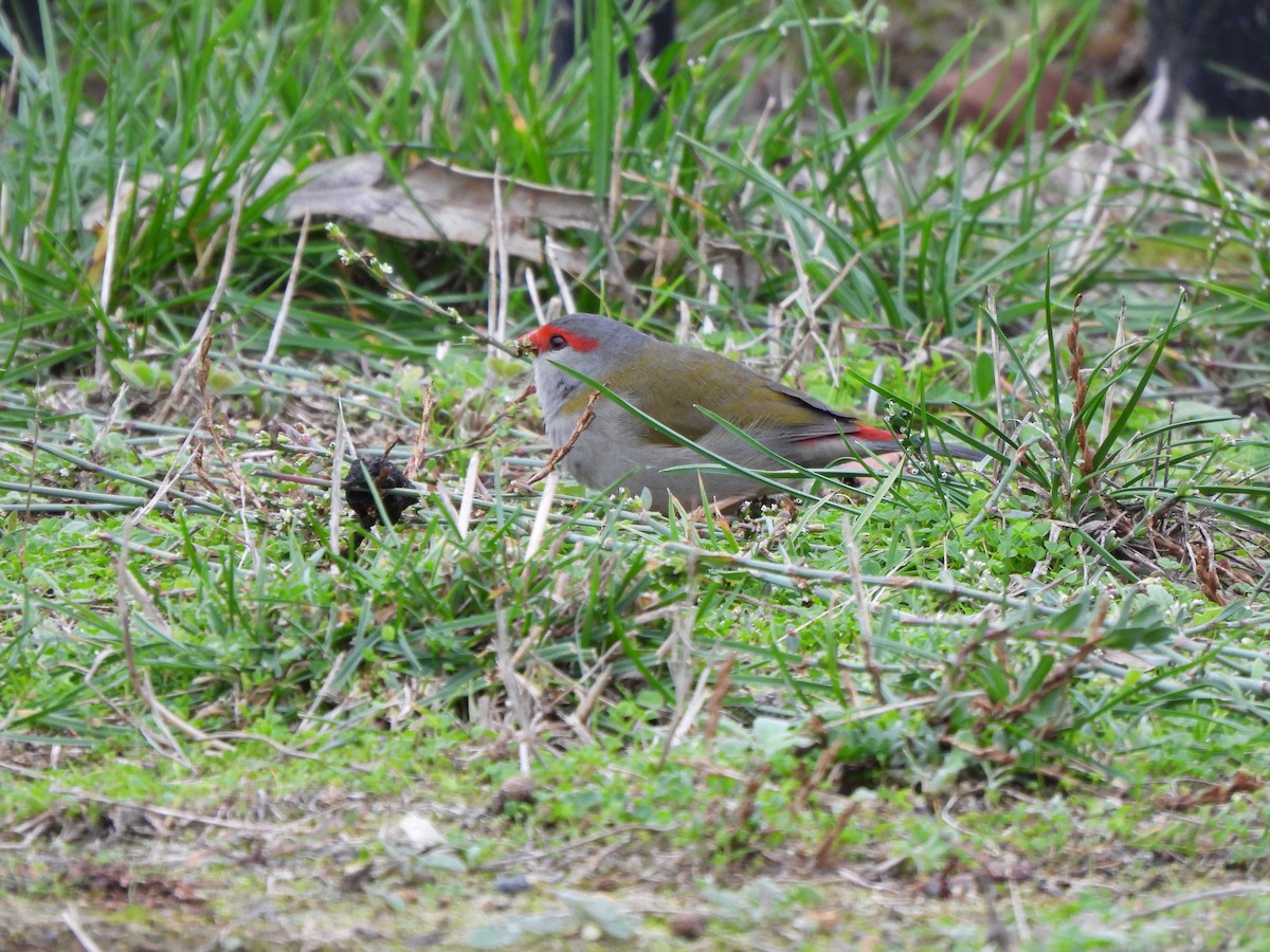 Red-browed Firetail - ML618811066