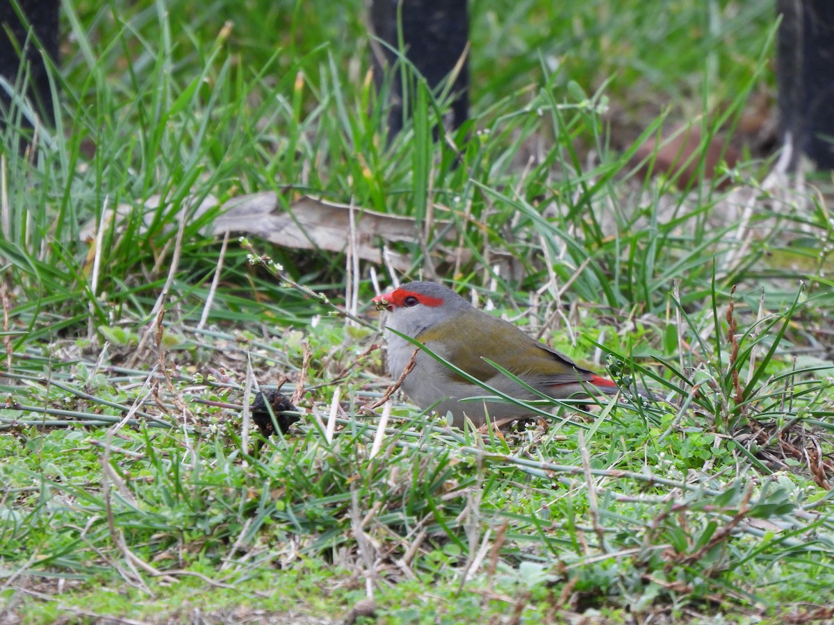 Red-browed Firetail - ML618811072