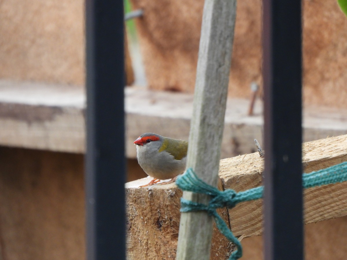 Red-browed Firetail - ML618811077