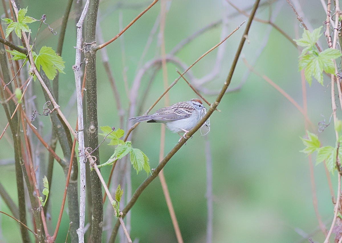 Chipping Sparrow - ML618811192