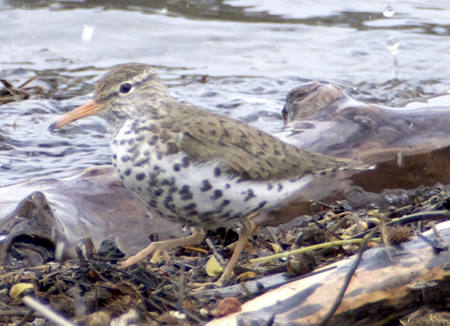 Spotted Sandpiper - Dave Trochlell