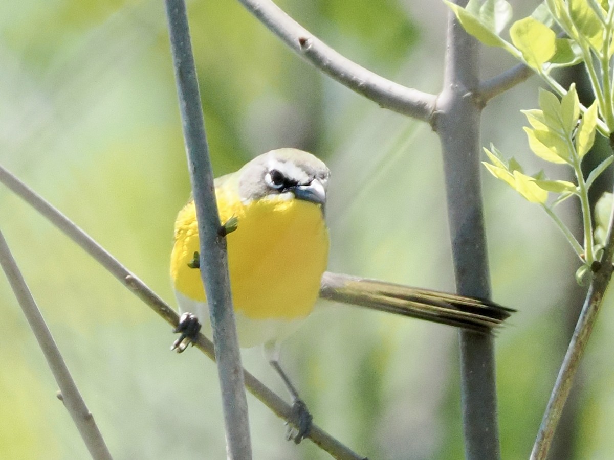 Yellow-breasted Chat - ML618811211