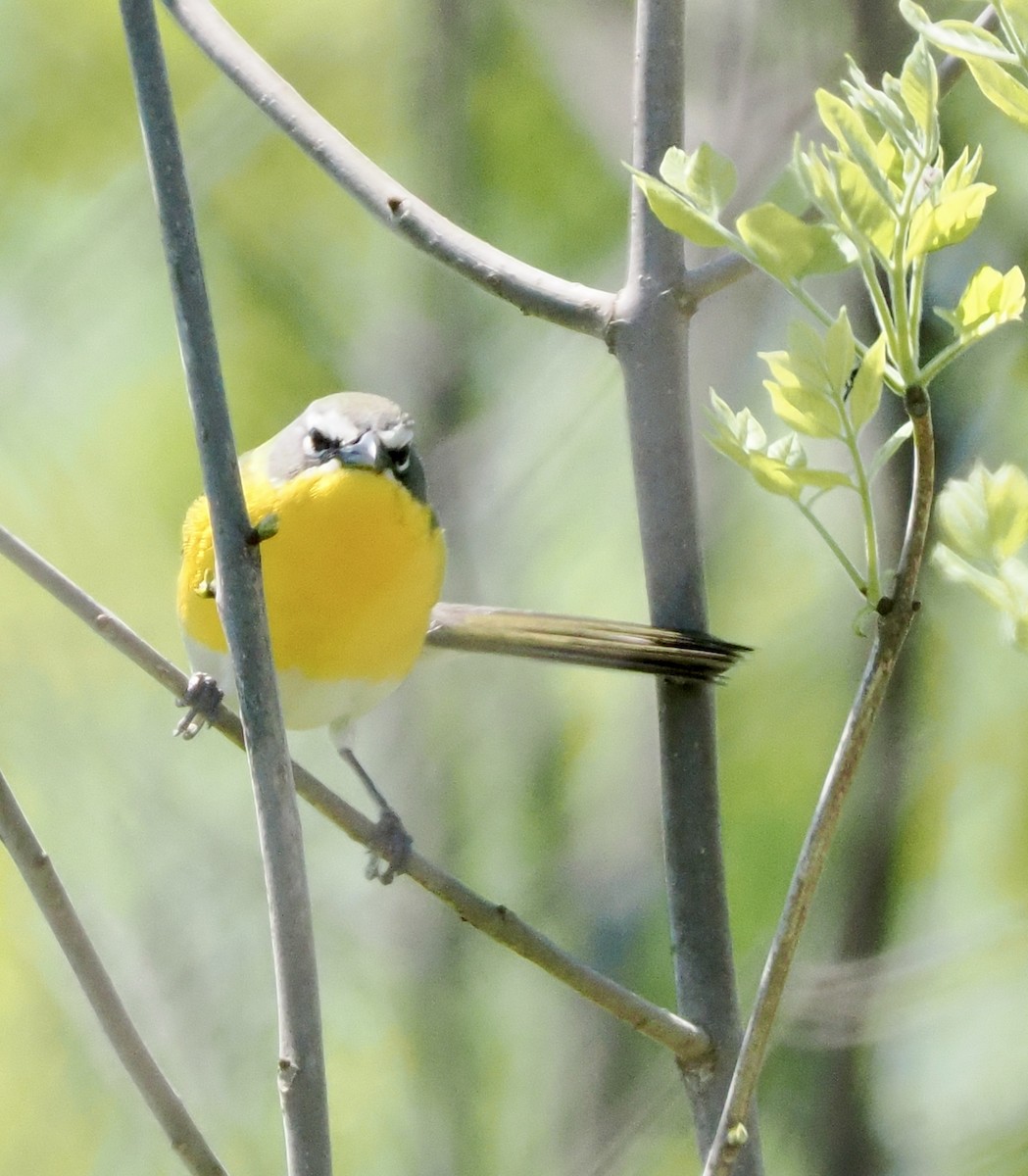 Yellow-breasted Chat - ML618811212