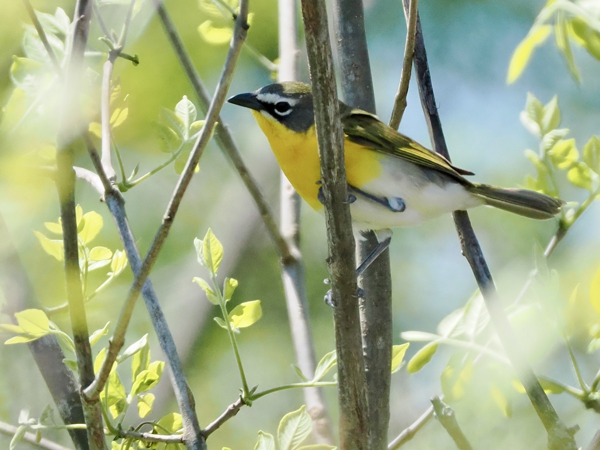 Yellow-breasted Chat - ML618811214