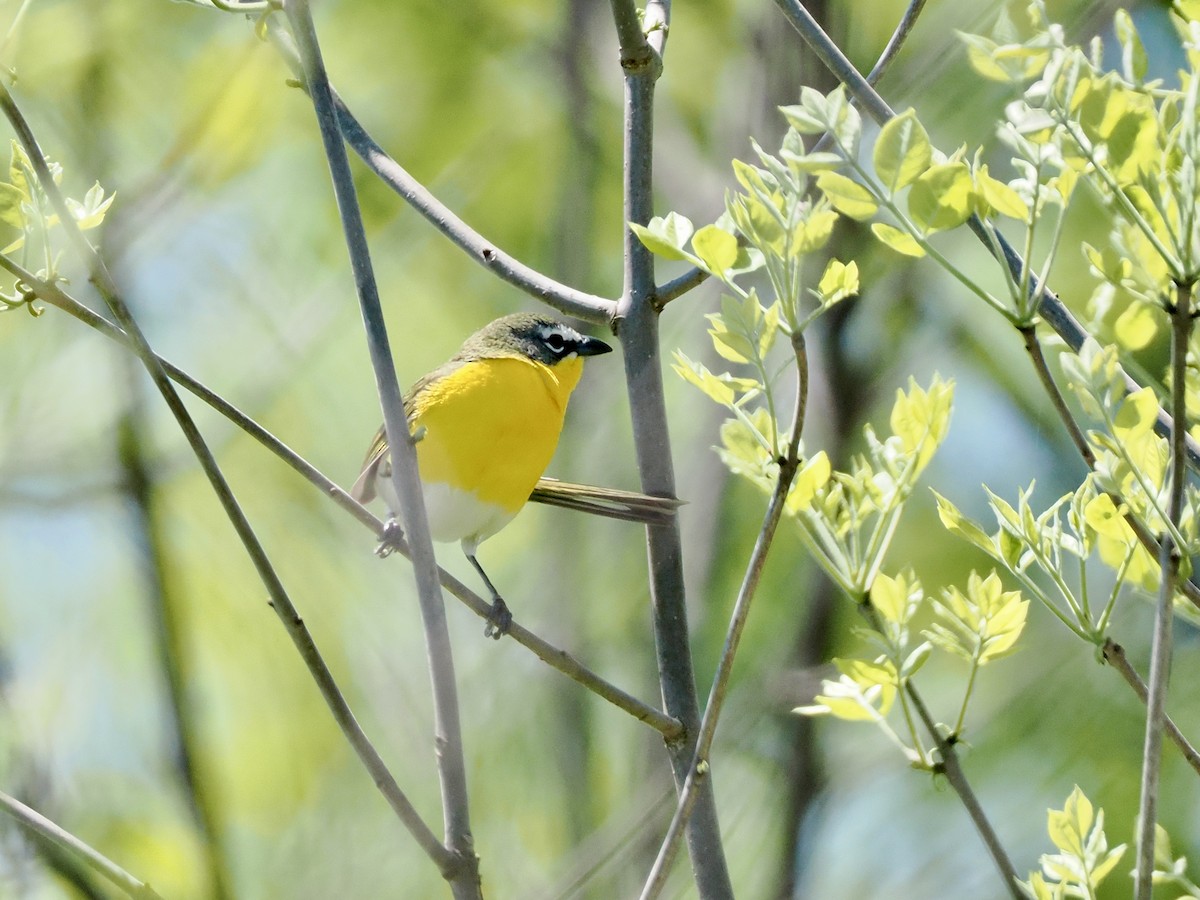 Yellow-breasted Chat - ML618811215