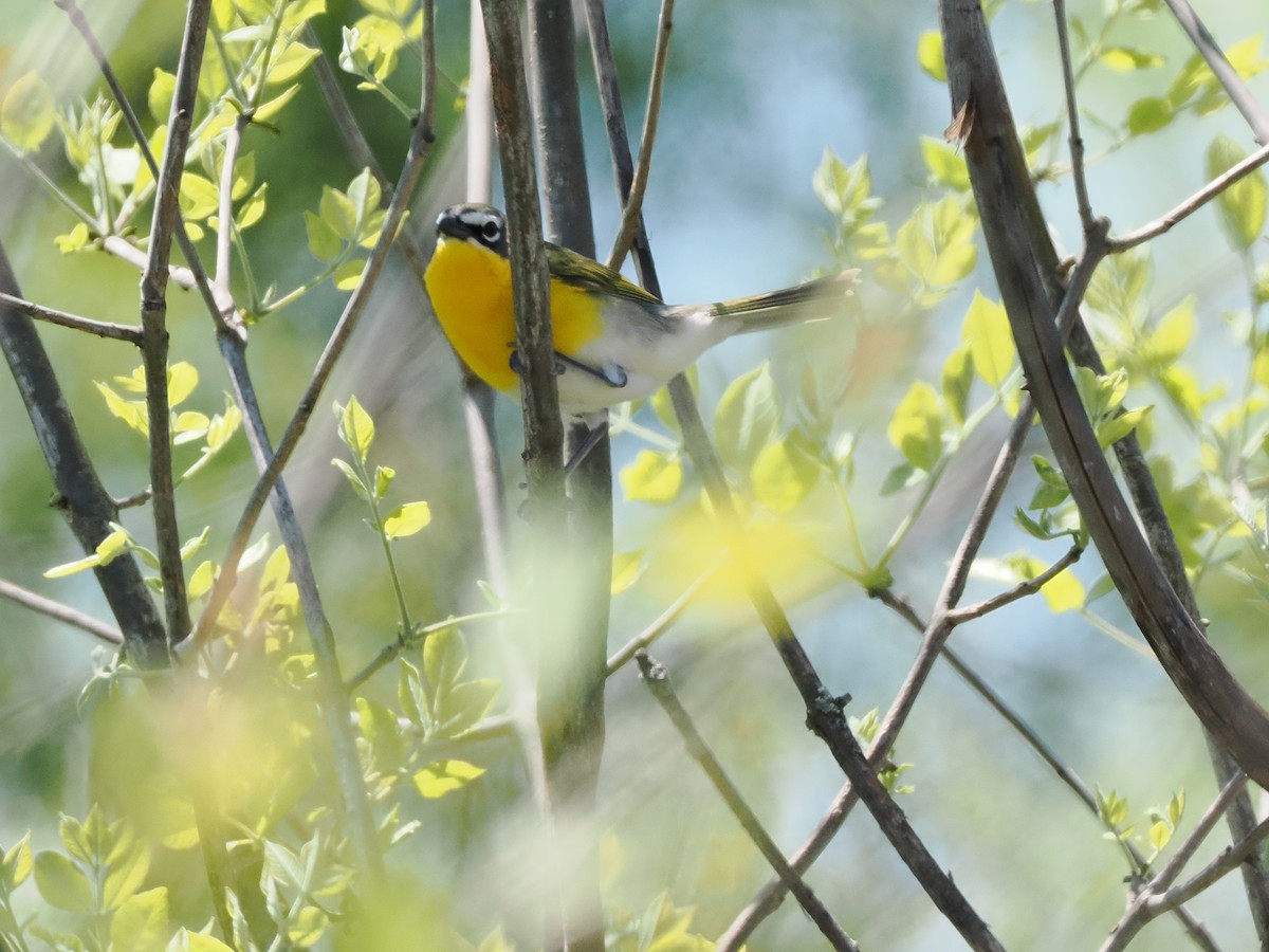 Yellow-breasted Chat - ML618811216