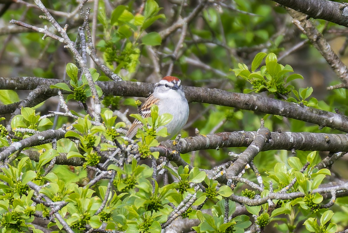 Chipping Sparrow - ML618811220