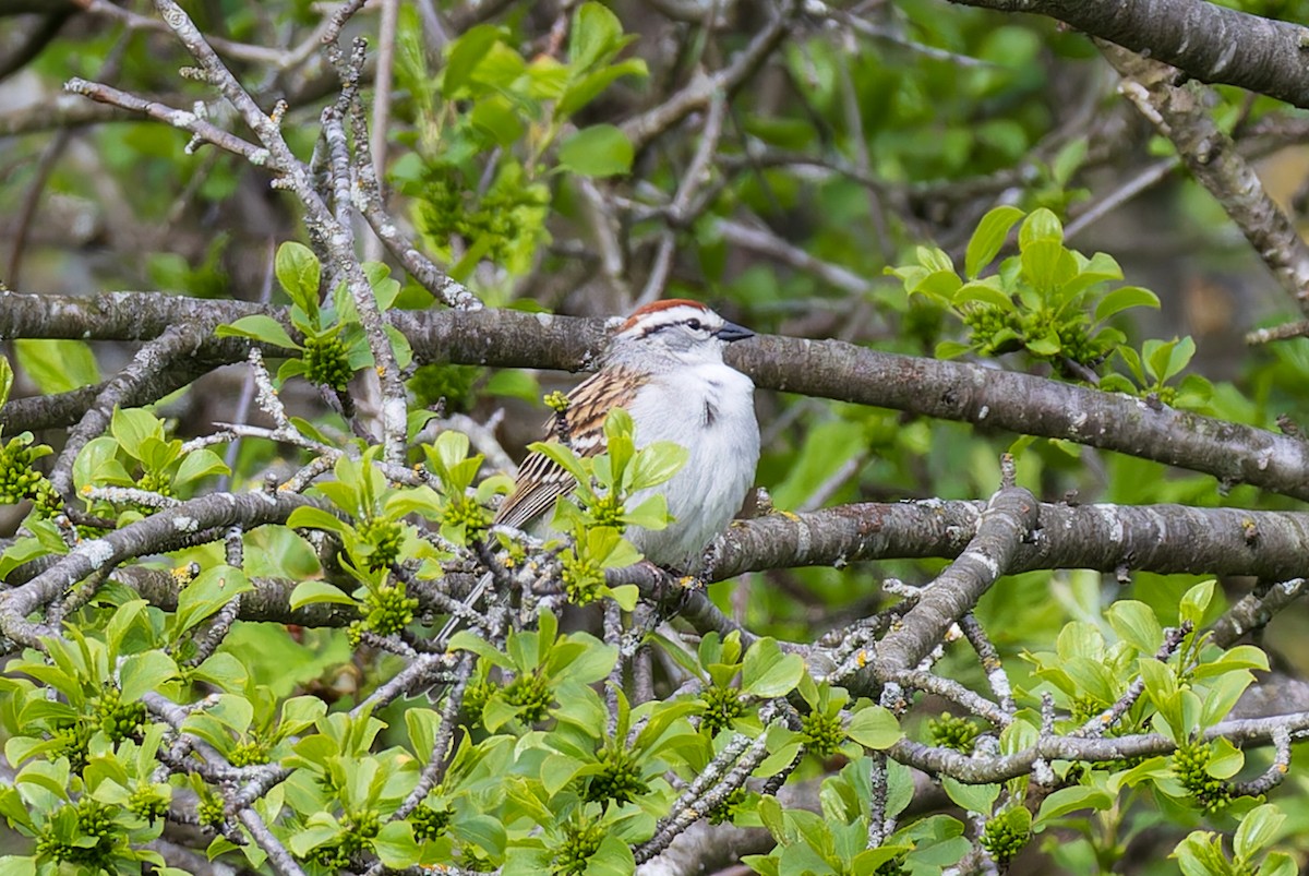 Chipping Sparrow - ML618811221