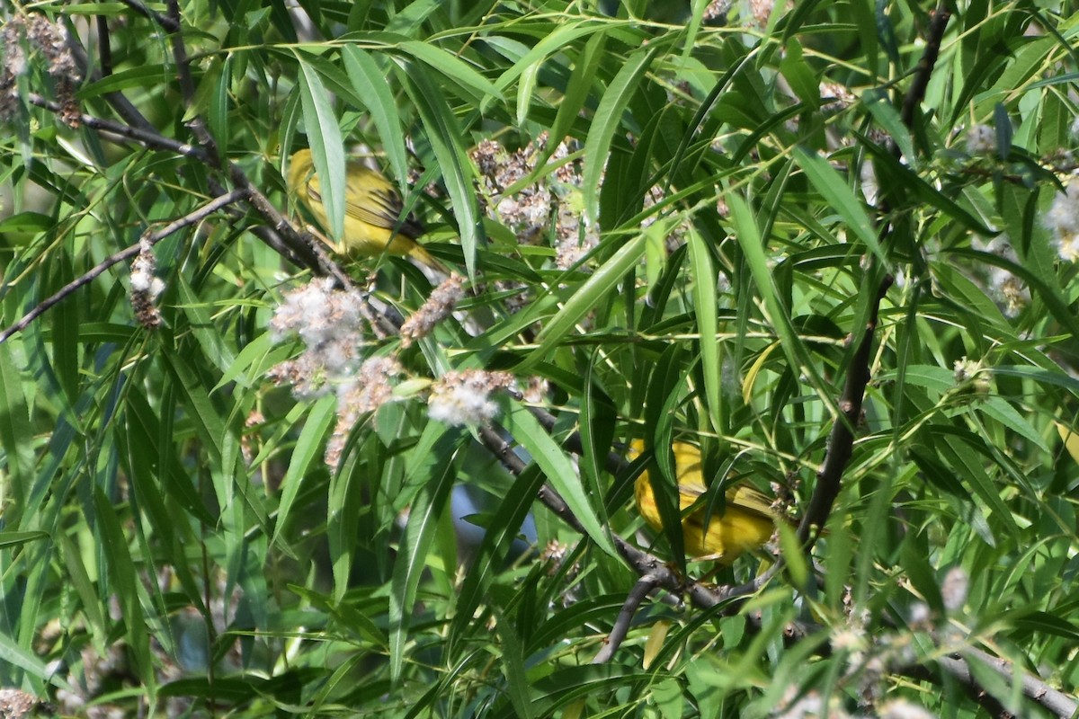 Yellow Warbler - stephen johnson  🦜