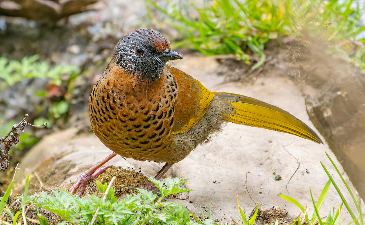 Chestnut-crowned Laughingthrush - ML618811237