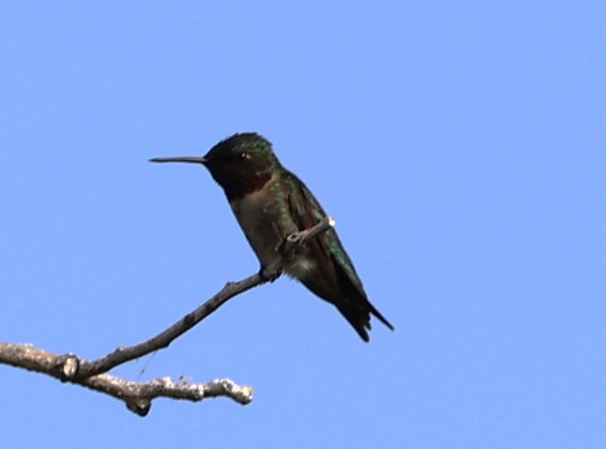 Ruby-throated Hummingbird - Gerry Lebing
