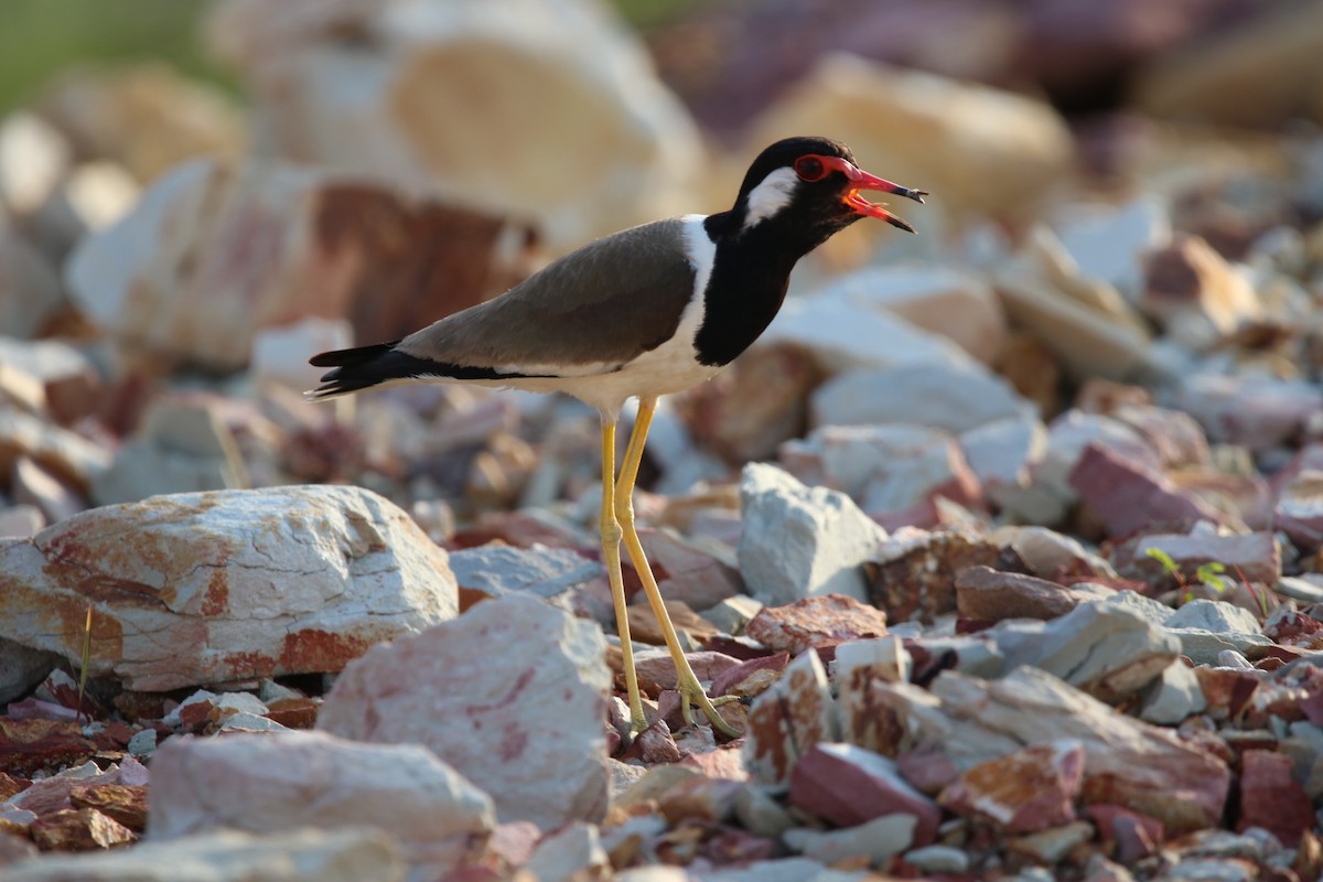 Red-wattled Lapwing - Ronnaphon Engchuan