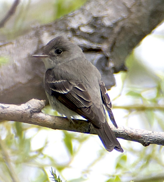 Western Wood-Pewee - Dave Trochlell