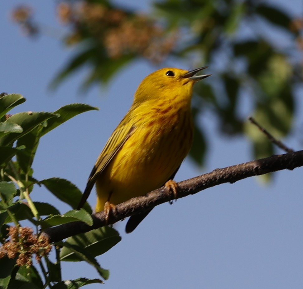 Yellow Warbler - ML618811309