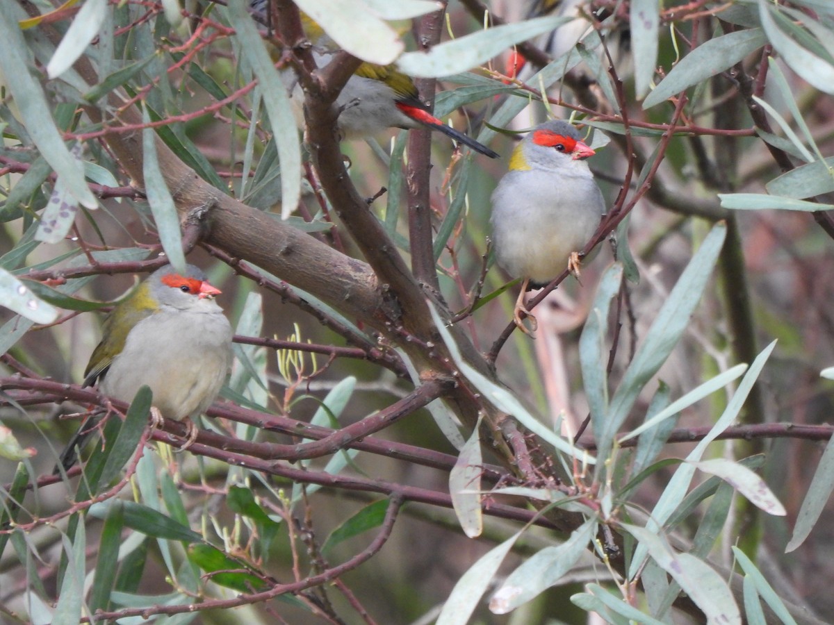 Red-browed Firetail - ML618811339